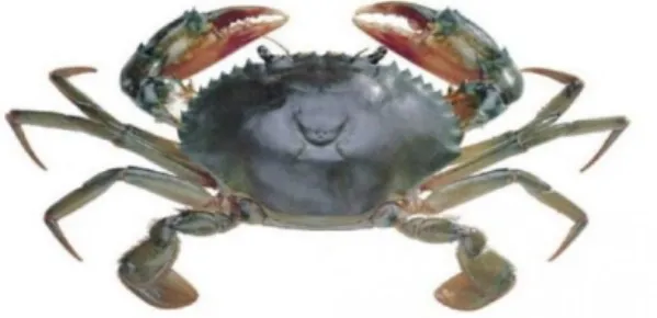 Gambar 1. Kepiting Bakau (S. serrata) 