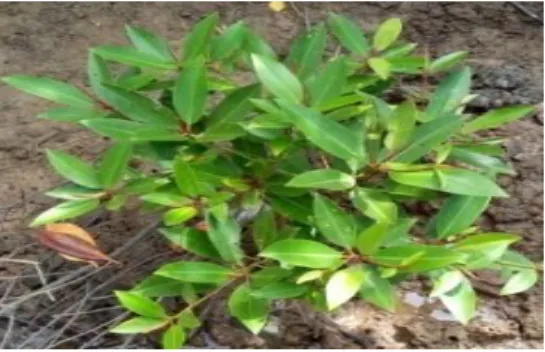 Tabel  10.  Sensus  Jenis  dan  Jumlah  Mangrove  Pada  Masing  –  Masing  Tambak  Pengamatan