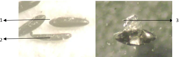 Gambar 4. Variasi perubahan morfologi telur steril Aedes aegypti (telur bercabang) setelah aplikasi TSM di daerah endemis DBD di Kota Salatiga tahun 2012.