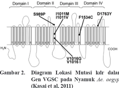Gambar 2.  Diagram Lokasi Mutasi kdr dalam 