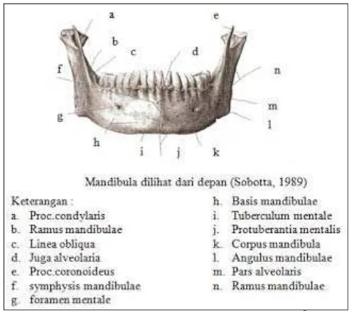 Gambar 1. Aspek lateral anatomi mandibula.9