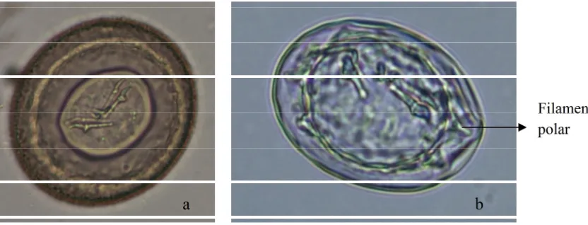 Gambar 1. Morfologi telur Hymenolepis diminuta (a) dan Hymenolepis nana (b)