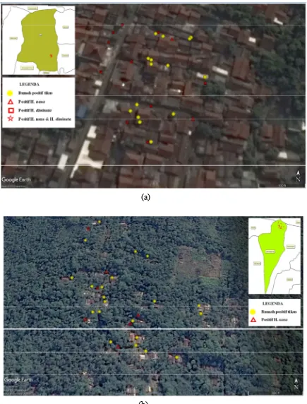 Gambar 2. Sebaran Tikus Positif H. nana dan H. diminuta di Desa Beji (a) dan Kedung Pring (b)