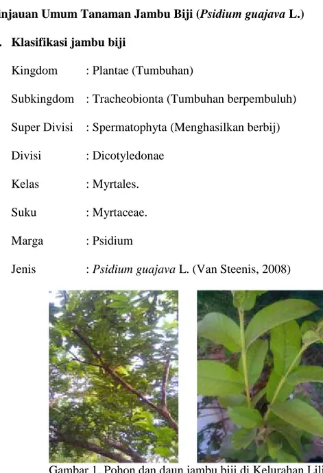 Gambar 1. Pohon dan daun jambu biji di Kelurahan Liliba, Kecamatan Oebobo, Kota Kupang