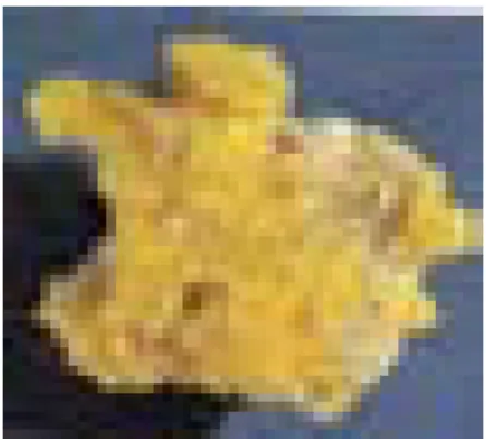 Gambar 8  Sampel sulfur. 