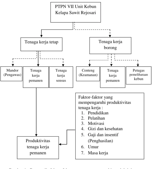 Gambar 1.  Bagan alir faktor-faktor yang mempengaruhi produktivitas tenaga  kerja pemanen di PT Perkebunan Nusantara VII Unit Kebun  Kelapa Sawit Rejosari, 2014 
