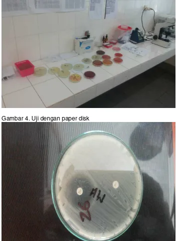 Gambar 4. Uji dengan paper disk 