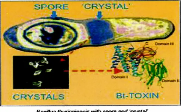 Gambar 1. Struktur bacillus thuringensis 