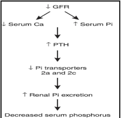 Gambar 2.4 Peranan PTH dalam homeostasis fosfat bila terjadi  penurunan LFG (Blaine dkk., 