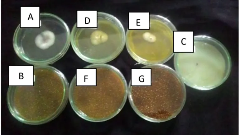 Gambar 4.3. Pertumbuhan koloni F. oxysporum setelah 7 hari inkubasi  Keterangan : (A) Kontrol, (B) Ekstrak 1%, (C) Ekstrak 3%, (D) Ekstrak 5%,  (E) Ekstrak 7%, (F) Ekstrak 9%, (G) Fungisida kimia sintesis 0,3 