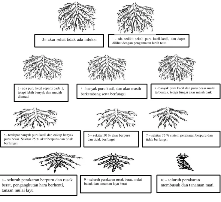 Gambar  1.  Bagan  harkat  untuk  menilai  investarisasi  nematoda  puru  akar            (Zeck,  1971  dalam              Luc et al., 1995.) 