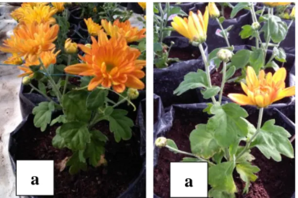 Gambar 5. Perbandingan Bunga Tanaman Krisan. (a. Diberi perlakuan PGPR dan b. Perlakuan kontrol) 