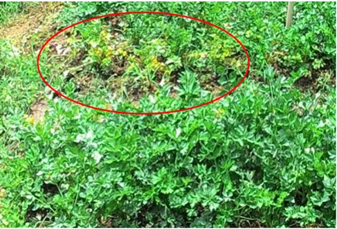 Gambar  2    a,  Tanaman  seledri  sehat;  b,  Tanaman  seledri  yang  terserang  Meloidogyne  menunjukkan gejala menguningnya daun, kerdil, dan pertumbuhan tanaman tidak merata; c,  Gejala puru akar pada perakaran seledri (puru berukuran kecil, berbentuk 
