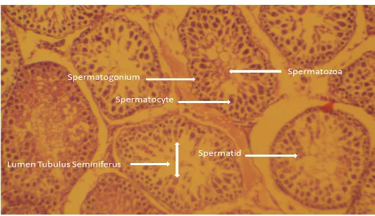 Gambar  3.  Gambaran    Struktur  Histologis Tubulus  Seminiferus  Testis Tikus   Normal (Pembesaran   200x) 