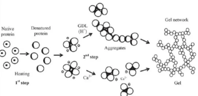 Gambar 3. Pembentukan gel tahu (mekanisme Koyama) (Koyama  et al. 1995).  