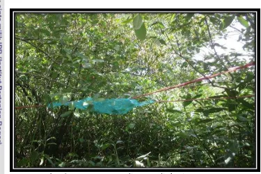 Gambar 6. Litter-trap yang dipasang di ekosistem mangrove 