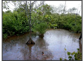 Gambar 12. Rona ekosistem mangrove Stasiun II (Pulau Bagian) 