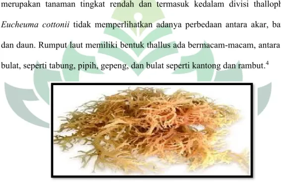 Gambar 2.2 Rumput Laut (Eucheuma cottonii)