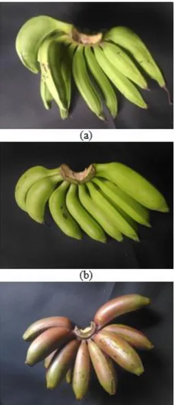 Gambar 2. Buah Pisang (a) Raja Nangka (b) Jantan  (c) Merah 