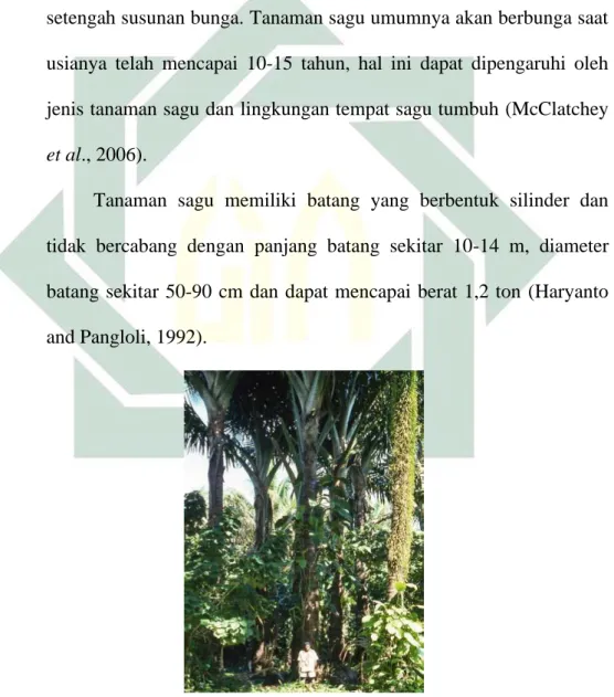 Gambar 2.1. Tanaman Sagu (Metroxylon sp.)  Sumber : (McClatchey et al., 2006) 
