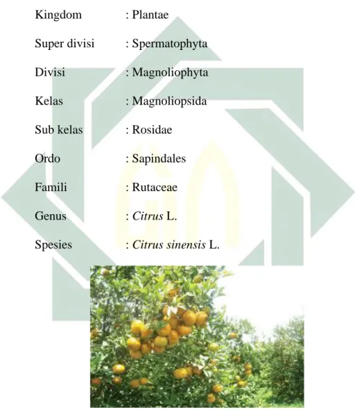 Gambar 2.5. Tanaman Jeruk Manis (Citrus sinensis)  Sumber : (Pracaya, 2010) 
