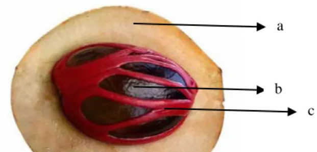 Gambar 2.1 Daging buah (a), biji pala (b), dan fuli pala (c)   Sumber: Anonymus (2012) 