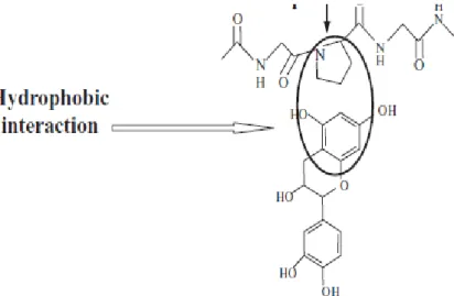 Gambar 2.5. Ikatan Hidrofobik  antara Polifenol dengan Protein  Sumber: Asano et al., (1982) dalam  Bourvellec (2012) 