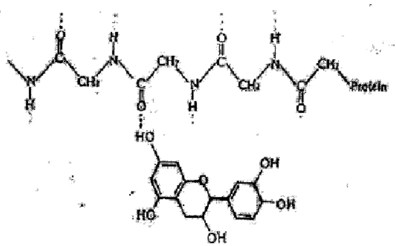 Gambar 2.6. Ikatan Hidrogen  antara Polifenol dengan Protein  Sumber: Davidek et al., (1990) dalam  Lince (2003) 