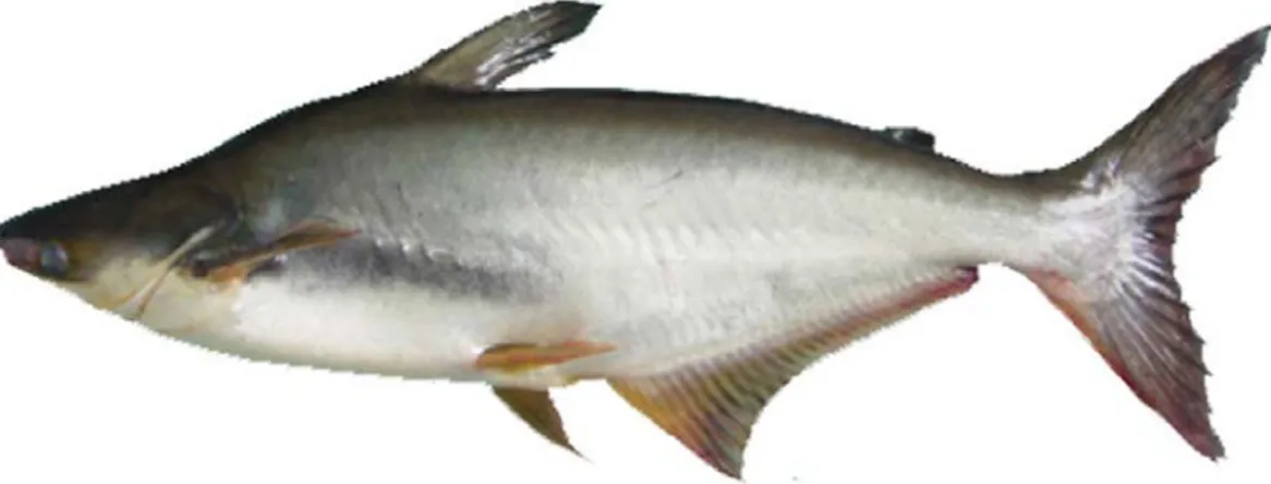 Gambar 2. Ikan Patin Siam (Pangasius hypophthalmus) (Susanti, 2016)  Ikan Patin mempunyai bentuk tubuh memanjang, berwarna putih   perak  dengan punggung berwarna kebiruan