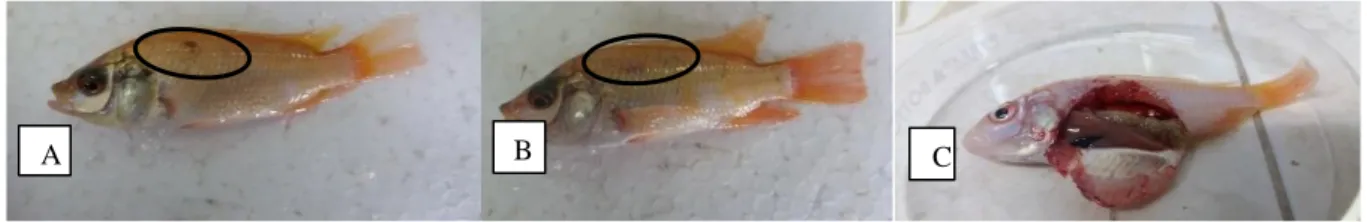 Gambar  3.  Perubahan morfologi  ikan nila  pasca perendaman ekstrak kulit  buah manggis  