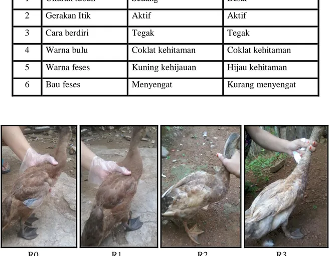 Tabel 1. Hasil Pengamatan Penampilan Itik Pedaging 