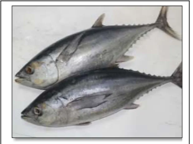 Gambar 1. Ikan Tongkol (Bahar, 2008) 