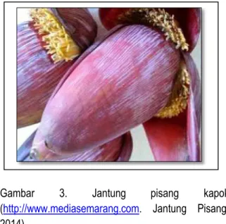 Gambar  3.  Jantung  pisang  kapok 