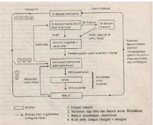 Gambar 5.Mekanisme Pengikatan Nitrogen 