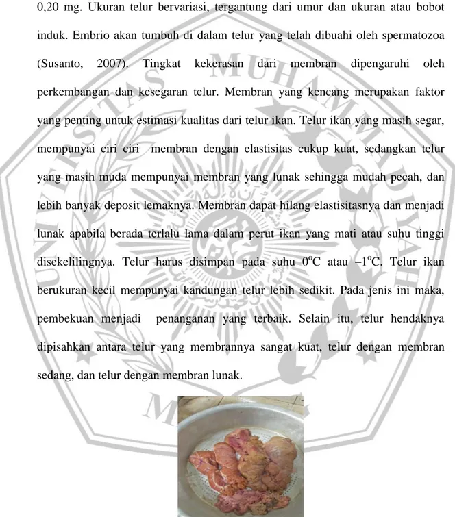 Gambar 3. Telur Ikan Mas (Cyprinus carpio linnaeus) (dokumentasi probadi,  2019) 