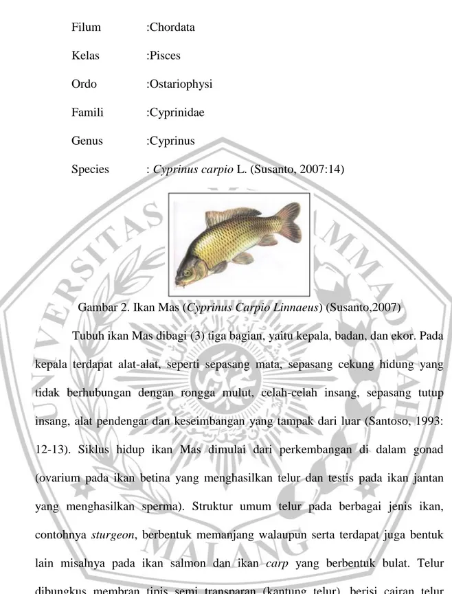 Gambar 2. Ikan Mas (Cyprinus Carpio Linnaeus) (Susanto,2007)  