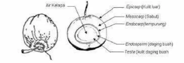 Gambar 1. Komposisi buah kelapa 