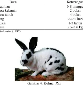 Gambar 4. Kelinci Rex 