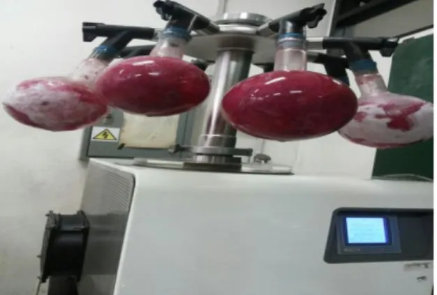 Gambar 1. Proses pengeringan buah naga mengunakan freez dryer  Formulasi nanopartikel kulit buah naga 