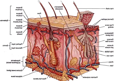 Gambar 1. Struktur kulit (Kusantanti, 2008: 59).  1.  Struktur kulit 