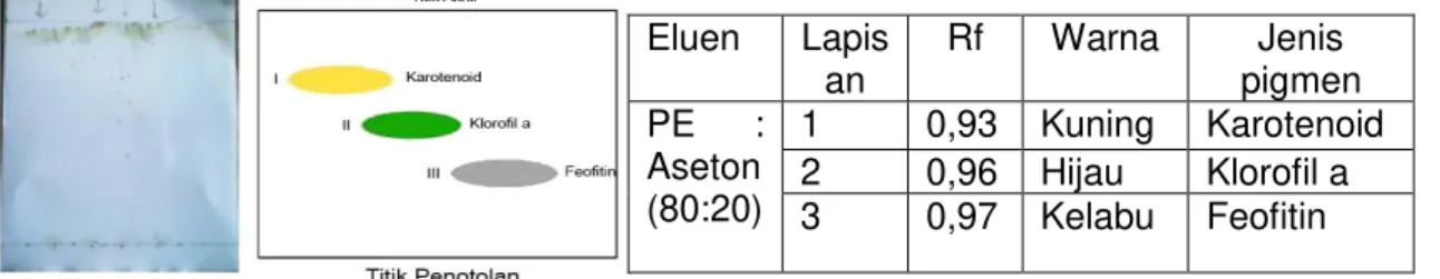Tabel 1. Hasil analisis KLT dari ekstrak pigmen total lamun H. Ovalis 