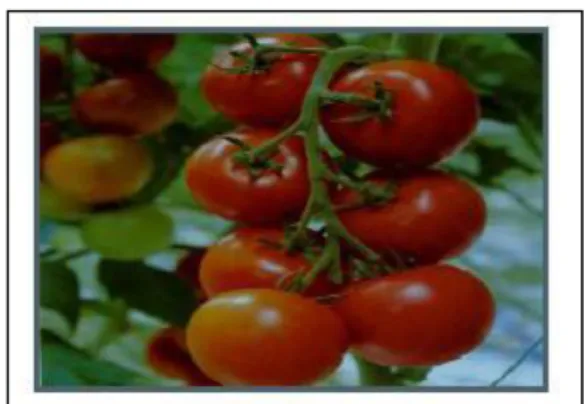 Gambar 2. Buah Tomat ( Turgiyono., 2002) 