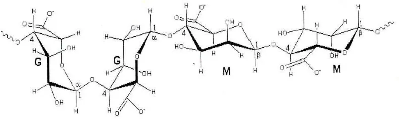 Gambar 2.6.  Struktur G: α-l asam guluronat dan M: β-d asam mannuronat 