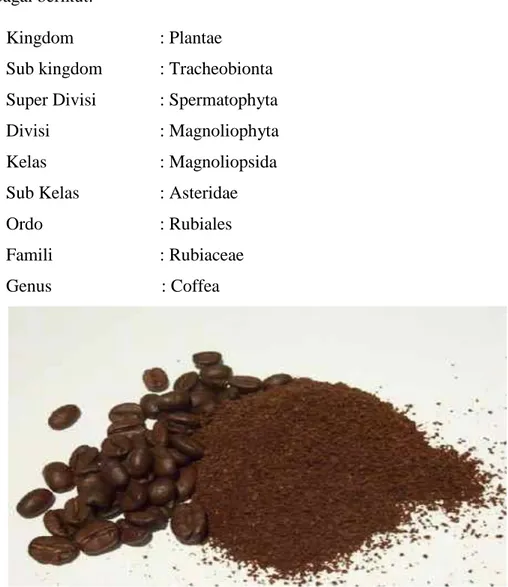 Gambar 1. Biji Kopi dan Kopi bubuk (Coffea spp.) 