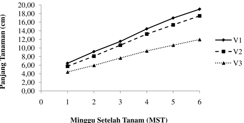 Gambar 8. Grafik pertumbuhan panjang tanaman selama 6 MST pada perlakuan         varietas 
