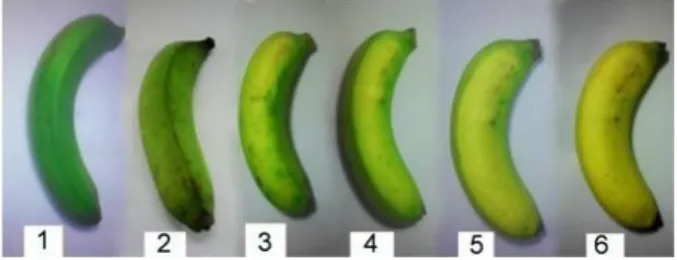 Gambar 1 menunjukkan bahwa  warna kulit  buah  secara  bertahap  berubah  menjadi  kuning  selama penyimpanan
