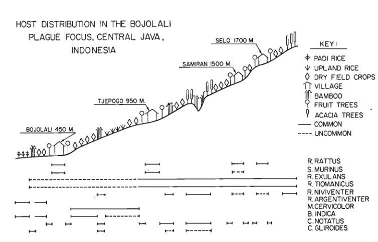 Fig. IV. Host distribution in the Boyolali plligue fbws, Cehtral Java. 