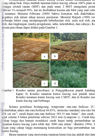 Gambar 1 Kondisi umum percobaan: a) Pengaplikasian pupuk kandang dan 