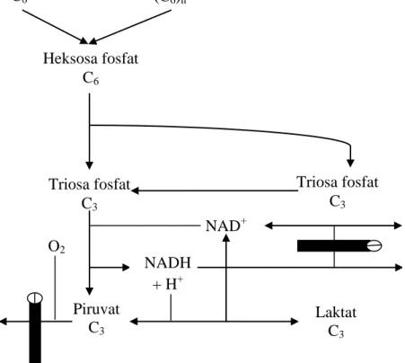 Gambar  6.    Proses  pembentukan  air  oleh  metabolisme  mikroba  (Murray,  et  al.,  1995) 