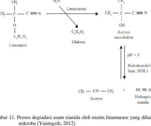 Gambar 11. Proses degradasi asam sianida oleh enzim linamarase yang dihasilkan  mikroba (Yuningsih, 2012) 